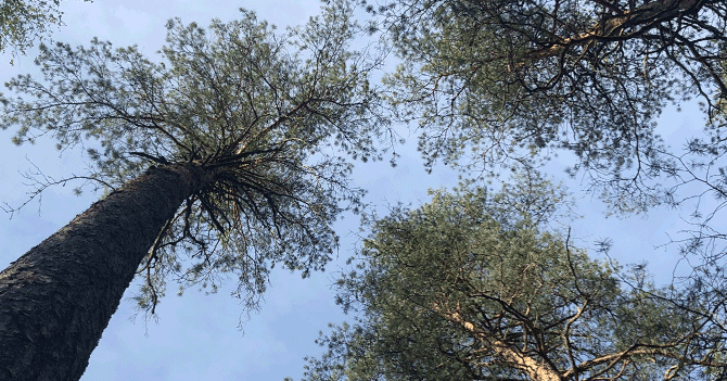 Muistutuksemme Sonninmäen asemakaavaehdotukseen.