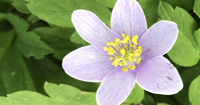 23.3. Kaupunkipuiston valtaus