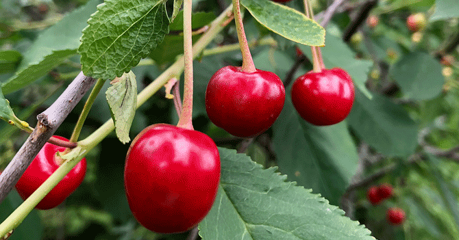 Green June – small victories in the city council!