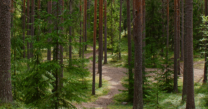 Vihreät vaalitorilla